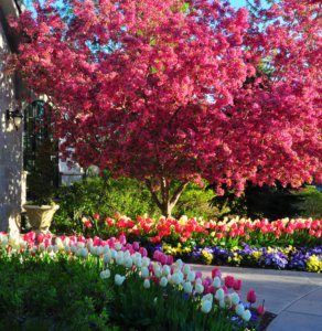 Native Plants