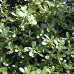 Purslane