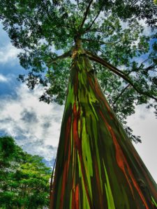 Rainbow Gum