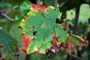 damaged-and-aging-vine-leave