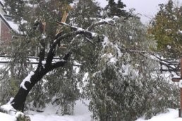 Heavy fall snow pushed this tree over.