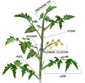 tomato-diagram-2_crop_web