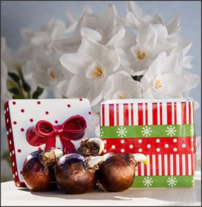 paperwhites_gifts