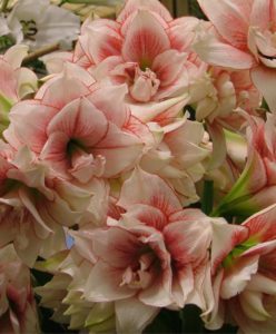 amaryllis